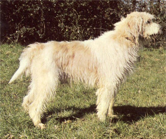 MARELE GRIFFON VANDEIAN